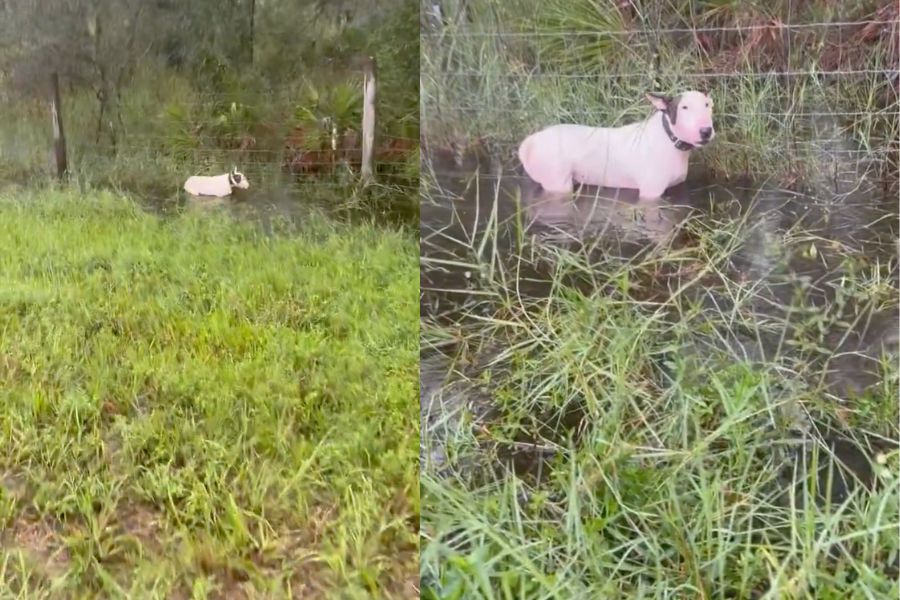 VIDEO| Indignación por perro hallado amarrado a una reja durante llegada de huracán Milton