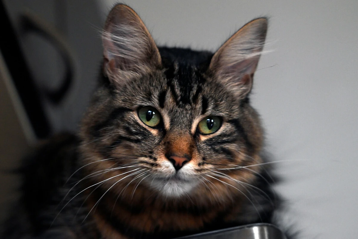 Whiskas terminó en juicio por denuncia contra slogan “8 de cada 10 gatos…”: Suprema descarta competencia desleal